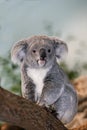 KOALA phascolarctos cinereus