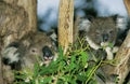 Koala, phascolarctos cinereus, Mother with Young eating Eucalyptus Leaves, Australia