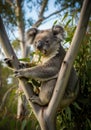 A koala (Phascolarctos cinereus) is perched in the fork of a eucalyptus tree. Its thick Royalty Free Stock Photo