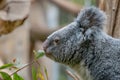 Koala - Phascolarctos cinereus, portrait of beautiful iconic animals