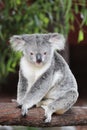 Koala (Phascolarctos cinereus)