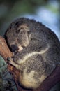 Koala Phascolarctos cinereus sleeping on a tree