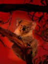 Koala - Phascolarctos cinereus on the tree in Australia, climbing on eucaluptus while the fire on the background. Burning forest Royalty Free Stock Photo