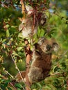 Koala - Phascolarctos cinereus on the tree in Australia, eating, climbing Royalty Free Stock Photo
