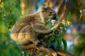 Koala - Phascolarctos cinereus on the tree in Australia Royalty Free Stock Photo