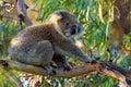 Koala - Phascolarctos cinereus on the tree in Australia, eating, climbing Royalty Free Stock Photo