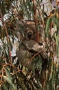 Koala. Koala, Phascolarctos cinereus Royalty Free Stock Photo