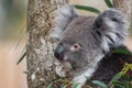 Koala Portrait Royalty Free Stock Photo