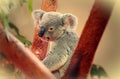 Koala portrait.