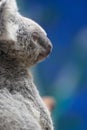 Portrait Koala