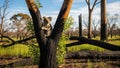 Koala in regenerating forest after wildfire in australia Royalty Free Stock Photo