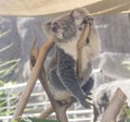 Koala on Tree in Sydney Zoo Royalty Free Stock Photo