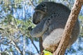 Koala relaxing on a tree Royalty Free Stock Photo