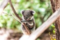 Koala relaxing in a tree, Australia Royalty Free Stock Photo