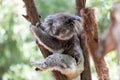 Koala relaxing in a tree, Australia. Close-up Royalty Free Stock Photo