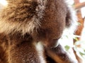 Koala relaxing in a tree, Australia Royalty Free Stock Photo