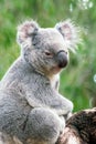 Koala relaxing in a tree in Perth Royalty Free Stock Photo