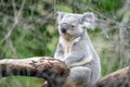 Koala relaxing in a tree in Perth Royalty Free Stock Photo