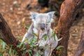 Koala relaxing in a tree in Perth Royalty Free Stock Photo