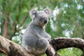 Koala relaxing in a tree in Perth Royalty Free Stock Photo