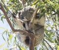 Koala at the top of an Australian gum tree. Royalty Free Stock Photo