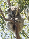Koala at the top of an Australian gum tree. Royalty Free Stock Photo