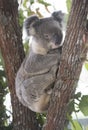 Koala at the top of an Australian gum tree. Royalty Free Stock Photo