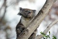 Koala sit on an eucalyptus tree Royalty Free Stock Photo