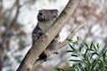 Koala sit on an eucalyptus tree Royalty Free Stock Photo