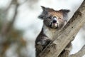 Koala sit on an eucalyptus tree Royalty Free Stock Photo