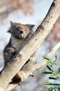 Koala sit on an eucalyptus tree Royalty Free Stock Photo