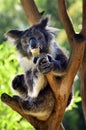 Koala sit on an eucalyptus tree Royalty Free Stock Photo