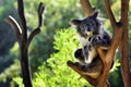 Koala sit on an eucalyptus tree Royalty Free Stock Photo