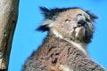 Koala sit on an eucalyptus tree Royalty Free Stock Photo