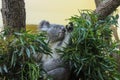 The Koala Sits Between The Branches Of The Tree And Reaches For The Leaves