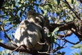 A Koala sits in a tree on Magnetic Island, Australia Royalty Free Stock Photo