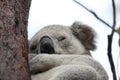 A Koala sits in a tree on Magnetic Island, Australia Royalty Free Stock Photo