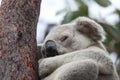 A Koala sits in a tree on Magnetic Island, Australia Royalty Free Stock Photo