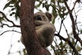 A Koala sits in a tree on Magnetic Island, Australia Royalty Free Stock Photo