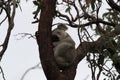 A Koala sits in a tree on Magnetic Island, Australia Royalty Free Stock Photo