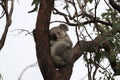 A Koala sits in a tree on Magnetic Island, Australia Royalty Free Stock Photo