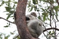 A Koala sits in a tree on Magnetic Island, Australia Royalty Free Stock Photo