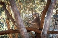 Koala sitting in an Australian native gum tree eating leaves Royalty Free Stock Photo