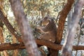 Koala sitting in an Australian native gum tree eating leaves Royalty Free Stock Photo