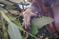 Koala sitting on an eucalyptus tree