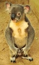 Koala is sitting on the ground Royalty Free Stock Photo
