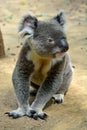 Koala sitting on the ground Royalty Free Stock Photo