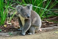 Koala sitting on the ground Royalty Free Stock Photo