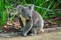 Koala sitting on the ground