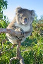 A koala sitting in a gum tree. Australia. Royalty Free Stock Photo